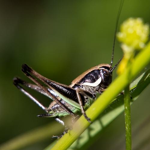 Réf. 230 661 : Eupholidoptera chabrieri chabrieri